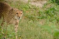 cheetah-predator-cat-big-cat-828093.jpg