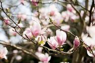 magnolia-magnolia-tree-flowers-1557521.jpg