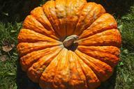 pumpkin-fall-seasonal-544082.jpg