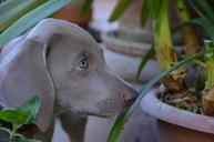 dog-puppy-hound-gray-weimaraner-672222.jpg