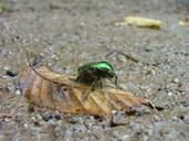 beetle-foliage-aurata-hor-valley-230276.jpg