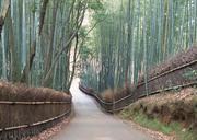 bamboo-grove-at-Arashiyama-Kyoto-Japan.jpg