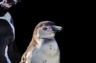 penguins-humboldt-wings-fun-bird-316453.jpg