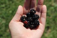 blackberries-berry-fruit-food-ripe-1059777.jpg