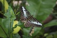 butterfly-leaf-wings-642864.jpg