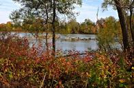 autumn-colors-lake-driftwood-989511.jpg