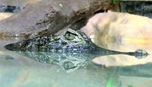 alligator-river-reptile-crocodile-1031576.jpg