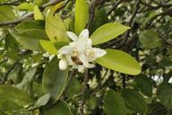 citrus-bee-flower-669454.jpg