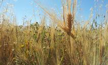 summer-travel-wheat-sunny-fun-931401.jpg