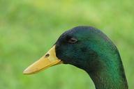 duck-drake-bill-feather-bird-525417.jpg