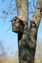 birdhouse-tree-park-feeder-211343.jpg