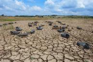 ducks-marsh-drought-estuary-595105.jpg