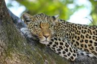 leopard-wildcat-big-cat-botswana-515509.jpg