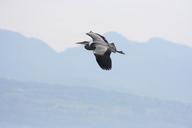 animal-bird-flight-mountains-1068041.jpg