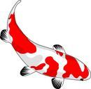 fish-koi-red-white-nishikigoi-159327.svg