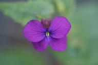 violet-flower-nature-tiny-266012.jpg