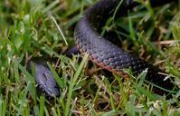 red-bellied-black-snake-coiled-grass-644896.jpg