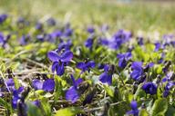 violet-flower-purple-nature-spring-1300676.jpg