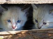 cats-kittens-escondido-adorable-1655639.jpg