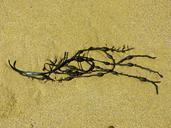 seaweed-bladder-kelp-algae-brown-123568.jpg