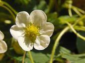 strawberry-flower-blossom-bloom-347166.jpg