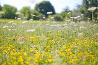 wildflowers-yellow-flower-field-554122.jpg