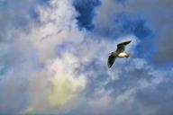 bird-flight-flinching-white-fly-1357661.jpg