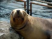 sea-lion-relax-sun-maehnenrobbe-399353.jpg