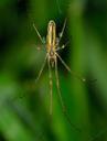 spider-insect-arachnida-spiders-751484.jpg