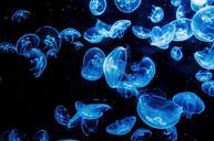 animal-aquarium-aquatic-black-blue-215791.jpg