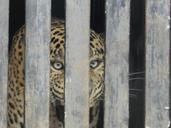 leopard-caged-leopard-zoo-cat-wild-140338.jpg