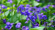 violet-flower-spring-608168.jpg