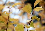 autumn-leaves-fall-nature-leaf-975603.jpg