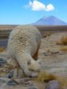 alpaca-vicugna-pacos-volcano-43295.jpg