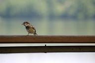 sparrow-bird-nature-songbird-961080.jpg