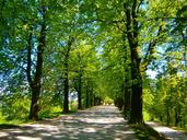 tree-avenue-spring-alley-1639411.jpg