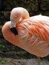 flamingo-feathers-profile-1156713.jpg