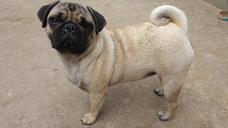 pets-dogs-animals-pug-1591503.jpg