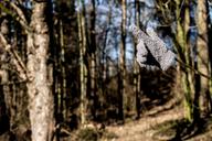 glove-nature-forest-detail-1243239.jpg