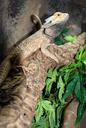 reptile-zoo-nature-creature-1649361.jpg