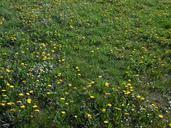 meadow-flowers-bloom-grass-323076.jpg