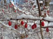 berries-red-buds-nature-snow-234411.jpg