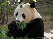 panda-giant-panda-bear-white-black-655491.jpg