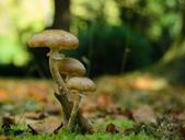 mushroom-forest-mushroom-plant-573389.jpg