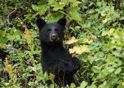 black-bear-cub-looking-wildlife-949012.jpg