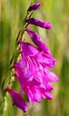 marsh-gladiolus-blossom-bloom-283007.jpg