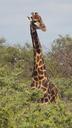 giraffe-safari-africa-limpopo-217940.jpg