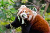 Red_Panda.jpg