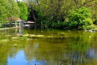 pond-summer-reflected-reflection-206658.jpg