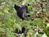 bear-cub-black-head-eating-59535.jpg